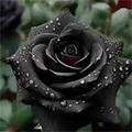 رز سیاه