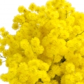 گل قهر و آشتی (میموزا)