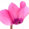 سیکلامن (گل)