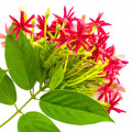 پیچ رنگون (پیچ امین الدوله)